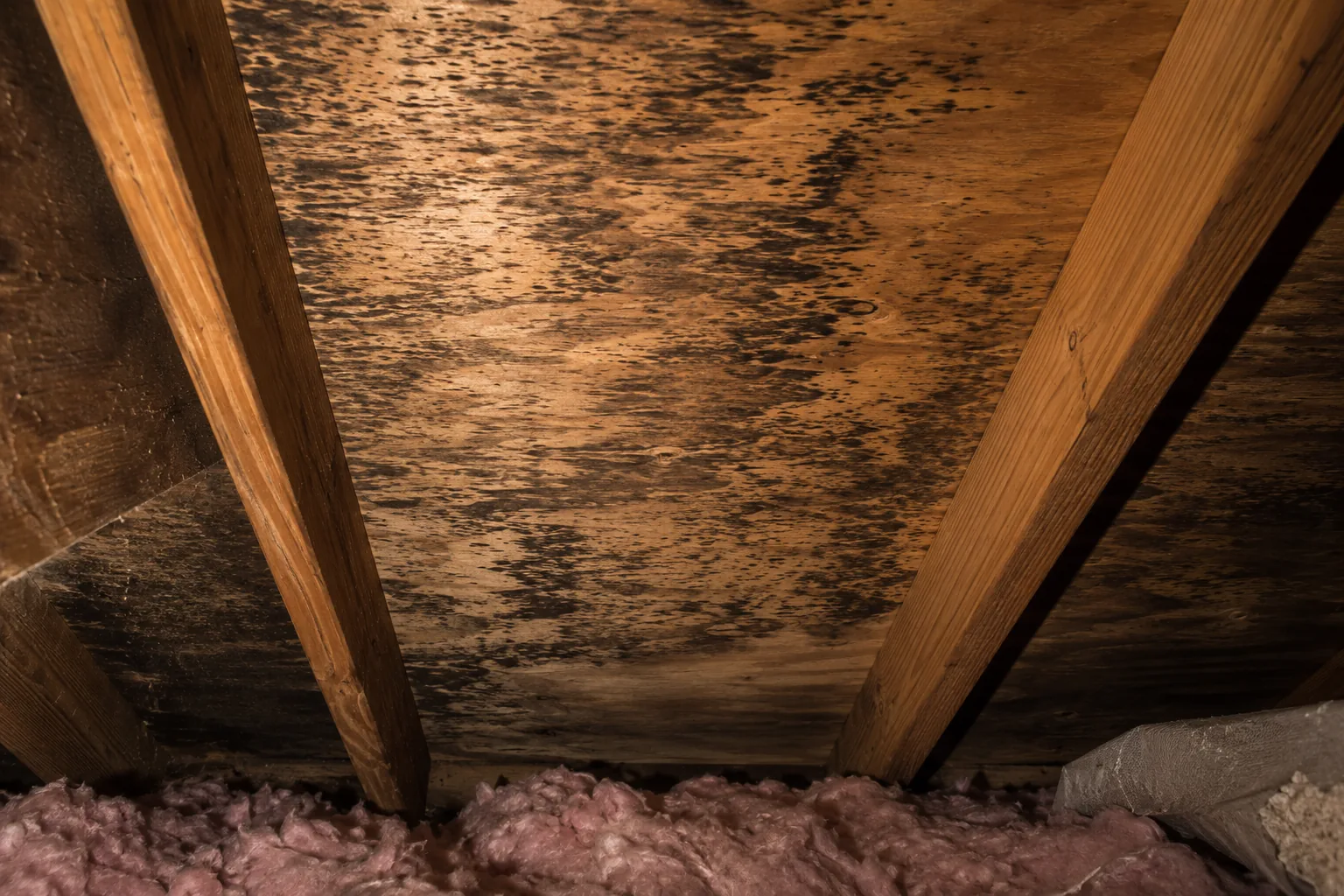 Mold inspection example showing attic sheathing with active growth