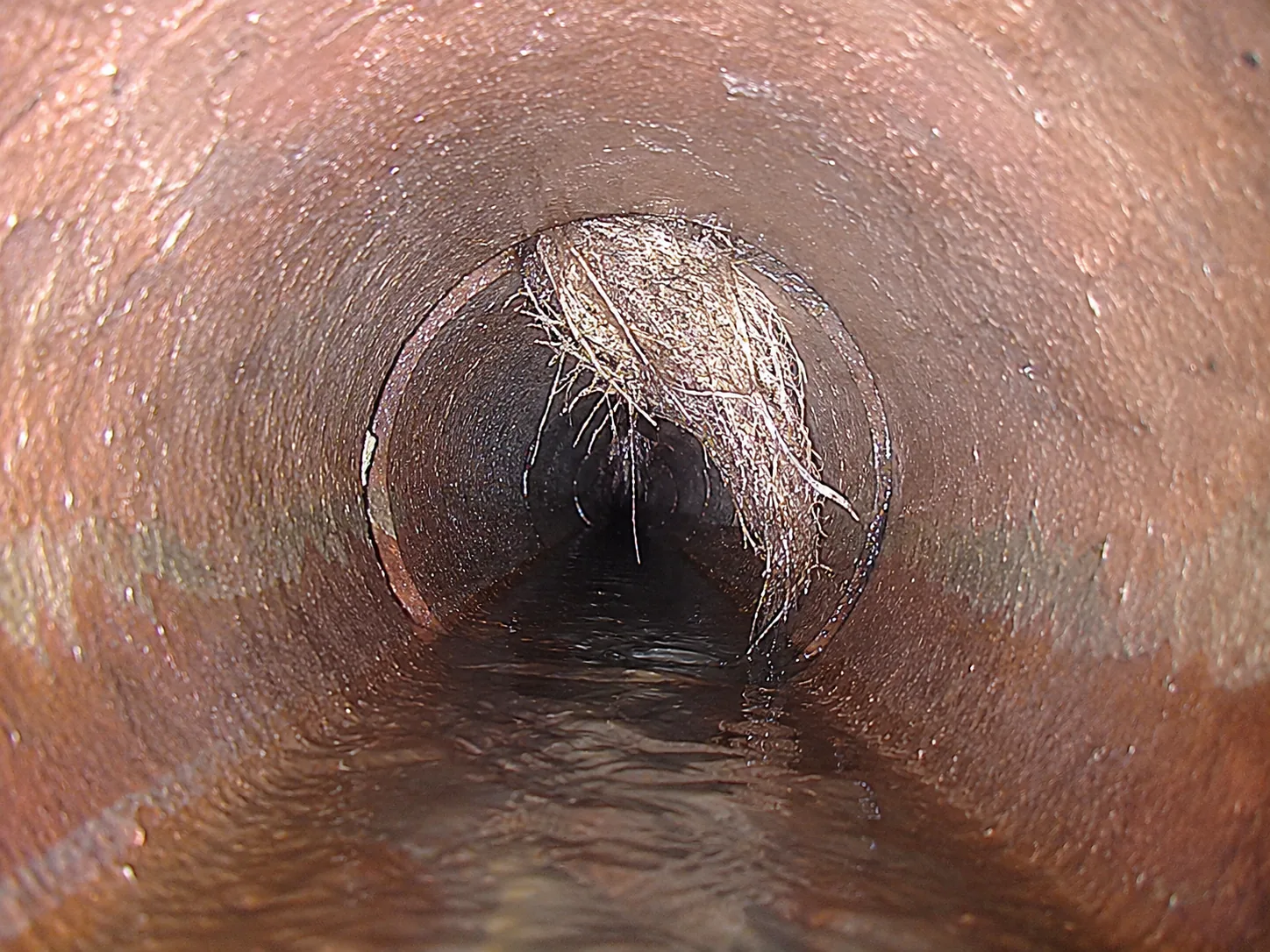 HD sewer scope camera view of pale tree roots intruding through a clay sewer pipe joint